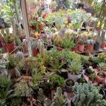 ΓΕΩΡΓΙΚΑ-ΕΦΟΔΙΑ-ΠΑΡΟΙΚΙΑ-ΠΑΡΟΣ-ΠΕΡΙΠΑΝΟΣ