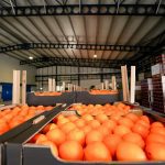 ΧΟΝΔΡΙΚΟ-ΕΜΠΟΡΙΟ-ΦΡΟΥΤΩΝ-ΛΕΧΑΙΝΑ-AGROFRUT-HELLAS-ABEE