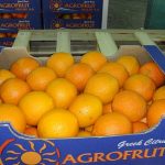 ΧΟΝΔΡΙΚΟ-ΕΜΠΟΡΙΟ-ΦΡΟΥΤΩΝ-ΛΕΧΑΙΝΑ-AGROFRUT-HELLAS-ABEE