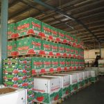 ΧΟΝΔΡΙΚΟ-ΕΜΠΟΡΙΟ-ΦΡΟΥΤΩΝ-ΛΕΧΑΙΝΑ-AGROFRUT-HELLAS-ABEE