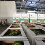 ΧΟΝΔΡΙΚΟ-ΕΜΠΟΡΙΟ-ΦΡΟΥΤΩΝ-ΛΕΧΑΙΝΑ-AGROFRUT-HELLAS-ABEE