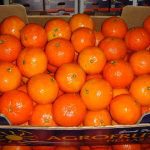 ΧΟΝΔΡΙΚΟ-ΕΜΠΟΡΙΟ-ΦΡΟΥΤΩΝ-ΛΕΧΑΙΝΑ-AGROFRUT-HELLAS-ABEE