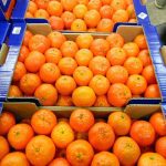 ΧΟΝΔΡΙΚΟ-ΕΜΠΟΡΙΟ-ΦΡΟΥΤΩΝ-ΛΕΧΑΙΝΑ-AGROFRUT-HELLAS-ABEE