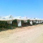 ΕΜΠΟΡΙΟ-ΟΠΩΡΟΚΗΠΕΥΤΙΚΩΝ-ΑΓΙΟΣ-ΠΑΥΛΟΣ-ΧΑΛΚΙΔΙΚΗΣ-PAOLA-FRUIT-ΜΟΝΑΚΗΣ
