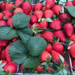 ΧΟΝΔΡΙΚΟ-ΕΜΠΟΡΙΟ-ΟΠΩΡΟΚΗΠΕΥΤΙΚΩΝ-ΝΤΑΒΑΚΗΣ