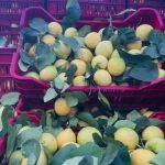 ΧΟΝΔΡΙΚΟ-ΕΜΠΟΡΙΟ-ΟΠΩΡΟΚΗΠΕΥΤΙΚΩΝ-ΝΤΑΒΑΚΗΣ