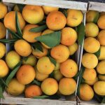 ΧΟΝΔΡΙΚΟ-ΕΜΠΟΡΙΟ-ΟΠΩΡΟΚΗΠΕΥΤΙΚΩΝ-ΝΤΑΒΑΚΗΣ