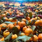 ΧΟΝΔΡΙΚΟ-ΕΜΠΟΡΙΟ-ΟΠΩΡΟΚΗΠΕΥΤΙΚΩΝ-ΝΤΑΒΑΚΗΣ