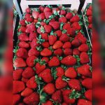 ΧΟΝΔΡΙΚΟ-ΕΜΠΟΡΙΟ-ΟΠΩΡΟΚΗΠΕΥΤΙΚΩΝ-ΝΤΑΒΑΚΗΣ