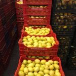 ΧΟΝΔΡΙΚΟ-ΕΜΠΟΡΙΟ-ΟΠΩΡΟΚΗΠΕΥΤΙΚΩΝ-ΝΤΑΒΑΚΗΣ