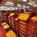 ΧΟΝΔΡΙΚΟ-ΕΜΠΟΡΙΟ-ΟΠΩΡΟΚΗΠΕΥΤΙΚΩΝ-ΝΤΑΒΑΚΗΣ