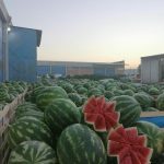 ΧΟΝΔΡΙΚΟ-ΕΜΠΟΡΙΟ-ΟΠΩΡΟΚΗΠΕΥΤΙΚΩΝ-ΝΤΑΒΑΚΗΣ