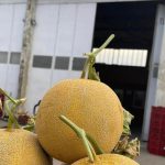 ΧΟΝΔΡΙΚΟ-ΕΜΠΟΡΙΟ-ΟΠΩΡΟΚΗΠΕΥΤΙΚΩΝ-ΝΤΑΒΑΚΗΣ