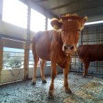 ΚΡΕΟΠΩΛΕΙΟ-ΣΚΑΛΑ-ΛΑΚΩΝΙΑΣ-ΧΟΥΜΠΑΥΛΗΣ