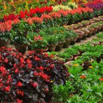 ΑΝΘΟΠΩΛΕΙΟ-ΦΥΤΩΡΙΟ-ΚΑΡΥΣΤΟΣ-ΜΠΑΓΙΑΤΗ