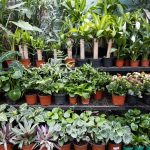 ΑΝΘΟΠΩΛΕΙΟ-ΦΥΤΩΡΙΟ-ΚΑΡΥΣΤΟΣ-ΜΠΑΓΙΑΤΗ