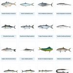 ΕΜΠΟΡΙΟ-ΦΡΕΣΚΩΝ-ΨΑΡΙΩΝ-ΝΕΑ-ΜΗΧΑΝΙΩΝΑ-TERRAMARESF