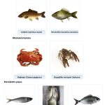 ΕΜΠΟΡΙΟ-ΦΡΕΣΚΩΝ-ΨΑΡΙΩΝ-ΝΕΑ-ΜΗΧΑΝΙΩΝΑ-TERRAMARESF