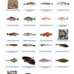 ΕΜΠΟΡΙΟ-ΦΡΕΣΚΩΝ-ΨΑΡΙΩΝ-ΝΕΑ-ΜΗΧΑΝΙΩΝΑ-TERRAMARESF