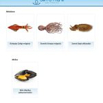 ΕΜΠΟΡΙΟ-ΦΡΕΣΚΩΝ-ΨΑΡΙΩΝ-ΝΕΑ-ΜΗΧΑΝΙΩΝΑ-TERRAMARESF