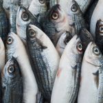 ΕΜΠΟΡΙΟ-ΦΡΕΣΚΩΝ-ΨΑΡΙΩΝ-ΝΕΑ-ΜΗΧΑΝΙΩΝΑ-TERRAMARESF