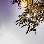 ΕΛΑΙΟΤΡΙΒΕΙΟ-ΠΑΡΟΣ-ΡΑΓΚΟΥΣΗΣ-ΡΑΓΚΟΥΣΗ