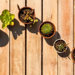 ΦΥΤΩΡΙΟ-ΚΑΡΥΣΤΟΣ-ΜΠΑΓΙΑΤΗΣ-ΙΩΑΝΝΗΣ