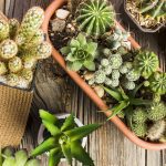 ΦΥΤΩΡΙΟ-ΚΑΡΥΣΤΟΣ-ΜΠΑΓΙΑΤΗΣ-ΙΩΑΝΝΗΣ