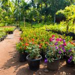 ΦΥΤΩΡΙΟ-ΚΑΡΥΣΤΟΣ-ΜΠΑΓΙΑΤΗΣ-ΙΩΑΝΝΗΣ