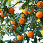 ΦΥΤΩΡΙΟ-ΚΕΡΑΣΙΕΣ-ΠΕΛΛΑΣ-ΜΑΡΚΟΥ-ΔΙΟΝΥΣΗΣ