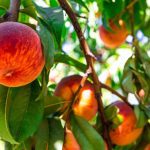 ΦΥΤΩΡΙΟ-ΚΕΡΑΣΙΕΣ-ΠΕΛΛΑΣ-ΜΑΡΚΟΥ-ΔΙΟΝΥΣΗΣ