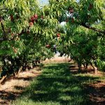 ΦΥΤΩΡΙΟ-ΚΕΡΑΣΙΕΣ-ΠΕΛΛΑΣ-ΜΑΡΚΟΥ-ΔΙΟΝΥΣΗΣ