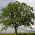 ΦΥΤΩΡΙΟ-ΚΕΡΑΣΙΕΣ-ΠΕΛΛΑΣ-ΜΑΡΚΟΥ-ΔΙΟΝΥΣΗΣ