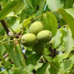 ΦΥΤΩΡΙΟ-ΚΕΡΑΣΙΕΣ-ΠΕΛΛΑΣ-ΜΑΡΚΟΥ-ΔΙΟΝΥΣΗΣ