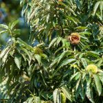 ΦΥΤΩΡΙΟ-ΚΕΡΑΣΙΕΣ-ΠΕΛΛΑΣ-ΜΑΡΚΟΥ-ΔΙΟΝΥΣΗΣ