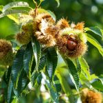 ΦΥΤΩΡΙΟ-ΚΕΡΑΣΙΕΣ-ΠΕΛΛΑΣ-ΜΑΡΚΟΥ-ΔΙΟΝΥΣΗΣ