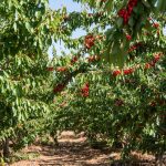 ΦΥΤΩΡΙΟ-ΚΕΡΑΣΙΕΣ-ΠΕΛΛΑΣ-ΜΑΡΚΟΥ-ΔΙΟΝΥΣΗΣ