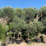 ΦΥΤΩΡΙΟ-ΟΡΜΥΛΙΑ-ΧΑΛΚΙΔΙΚΗΣ-ΦΥΤΩΡΙΑ-ΜΑΥΡΟΜΑΤΗ