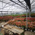 ΦΥΤΩΡΙΟ-ΟΡΜΥΛΙΑ-ΧΑΛΚΙΔΙΚΗΣ-ΦΥΤΩΡΙΑ-ΜΑΥΡΟΜΑΤΗ