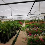 ΦΥΤΩΡΙΟ-ΟΡΜΥΛΙΑ-ΧΑΛΚΙΔΙΚΗΣ-ΦΥΤΩΡΙΑ-ΜΑΥΡΟΜΑΤΗ