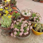 ΦΥΤΩΡΙΟ-ΟΡΜΥΛΙΑ-ΧΑΛΚΙΔΙΚΗΣ-ΦΥΤΩΡΙΑ-ΜΑΥΡΟΜΑΤΗ