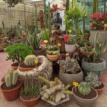 ΦΥΤΩΡΙΟ-ΟΡΜΥΛΙΑ-ΧΑΛΚΙΔΙΚΗΣ-ΦΥΤΩΡΙΑ-ΜΑΥΡΟΜΑΤΗ