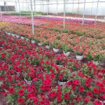 ΦΥΤΩΡΙΟ-ΟΡΜΥΛΙΑ-ΧΑΛΚΙΔΙΚΗΣ-ΦΥΤΩΡΙΑ-ΜΑΥΡΟΜΑΤΗ