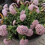 ΦΥΤΩΡΙΟ-ΟΡΜΥΛΙΑ-ΧΑΛΚΙΔΙΚΗΣ-ΦΥΤΩΡΙΑ-ΜΑΥΡΟΜΑΤΗ