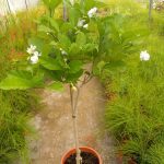 ΦΥΤΩΡΙΟ-ΟΡΜΥΛΙΑ-ΧΑΛΚΙΔΙΚΗΣ-ΦΥΤΩΡΙΑ-ΜΑΥΡΟΜΑΤΗ