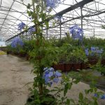 ΦΥΤΩΡΙΟ-ΟΡΜΥΛΙΑ-ΧΑΛΚΙΔΙΚΗΣ-ΦΥΤΩΡΙΑ-ΜΑΥΡΟΜΑΤΗ