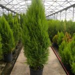 ΦΥΤΩΡΙΟ-ΟΡΜΥΛΙΑ-ΧΑΛΚΙΔΙΚΗΣ-ΦΥΤΩΡΙΑ-ΜΑΥΡΟΜΑΤΗ