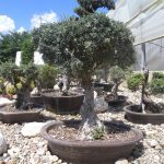 ΦΥΤΩΡΙΟ-ΟΡΜΥΛΙΑ-ΧΑΛΚΙΔΙΚΗΣ-ΦΥΤΩΡΙΑ-ΜΑΥΡΟΜΑΤΗ