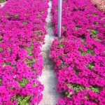 ΦΥΤΩΡΙΟ-ΟΡΜΥΛΙΑ-ΧΑΛΚΙΔΙΚΗΣ-ΦΥΤΩΡΙΑ-ΜΑΥΡΟΜΑΤΗ