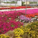 ΦΥΤΩΡΙΟ-ΟΡΜΥΛΙΑ-ΧΑΛΚΙΔΙΚΗΣ-ΦΥΤΩΡΙΑ-ΜΑΥΡΟΜΑΤΗ